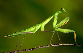  adalah kelas dari Arthropoda dan merupakan hewan yang mendominasi di bumi ini 30 Ordo Serangga (Insekta) dan Ciri-cirinya TERBARU