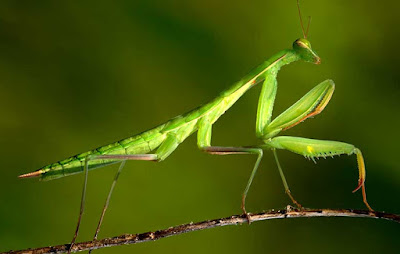 ordo serangga dan contoh ordo serangga berdasarkan tipe mulut dan sayap