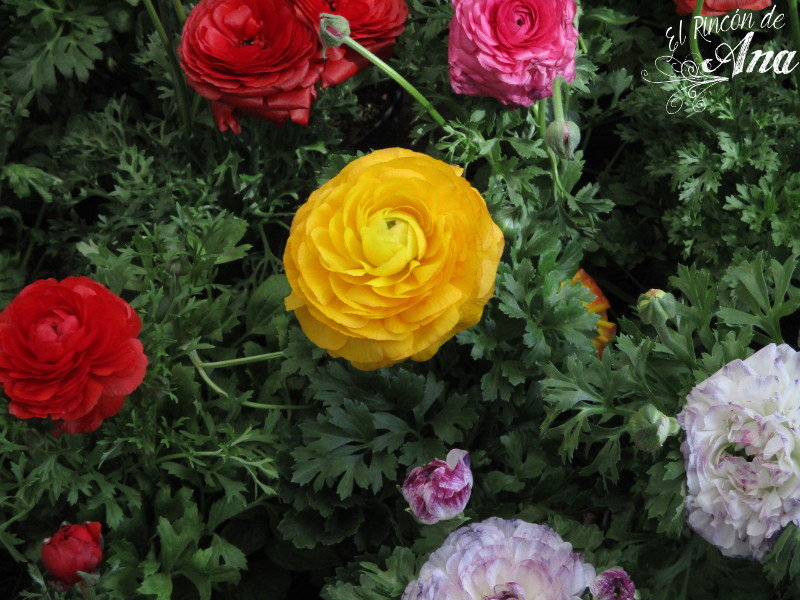 feria de la candelaria 2017