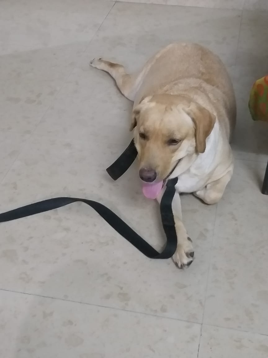 Best Dog Sellers in Ahmedabad Quality Dogs & Puppies For Sale