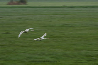 Naturfotografie Wildlifefotografie Lippeaue