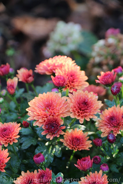 Achimsgarten Der Selbstversorger Und Garten Blog Page 16 Chan