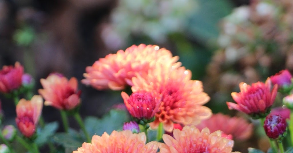 Achimsgarten Der Selbstversorger Und Garten Blog Page 16 Chan