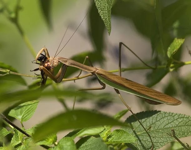Amazing This Cute Grasshopper