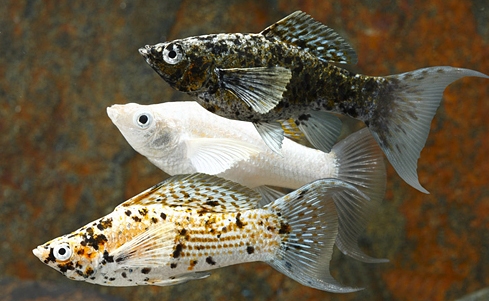 Perbedaan Ikan Molly Jantan dan Betina