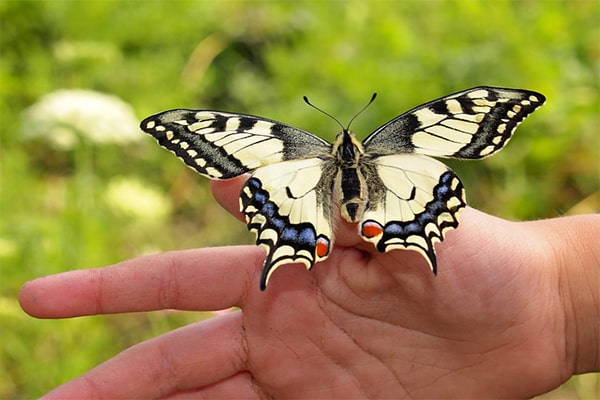 Интересные факты о бабочках. Бабочка ласточкин хвост
