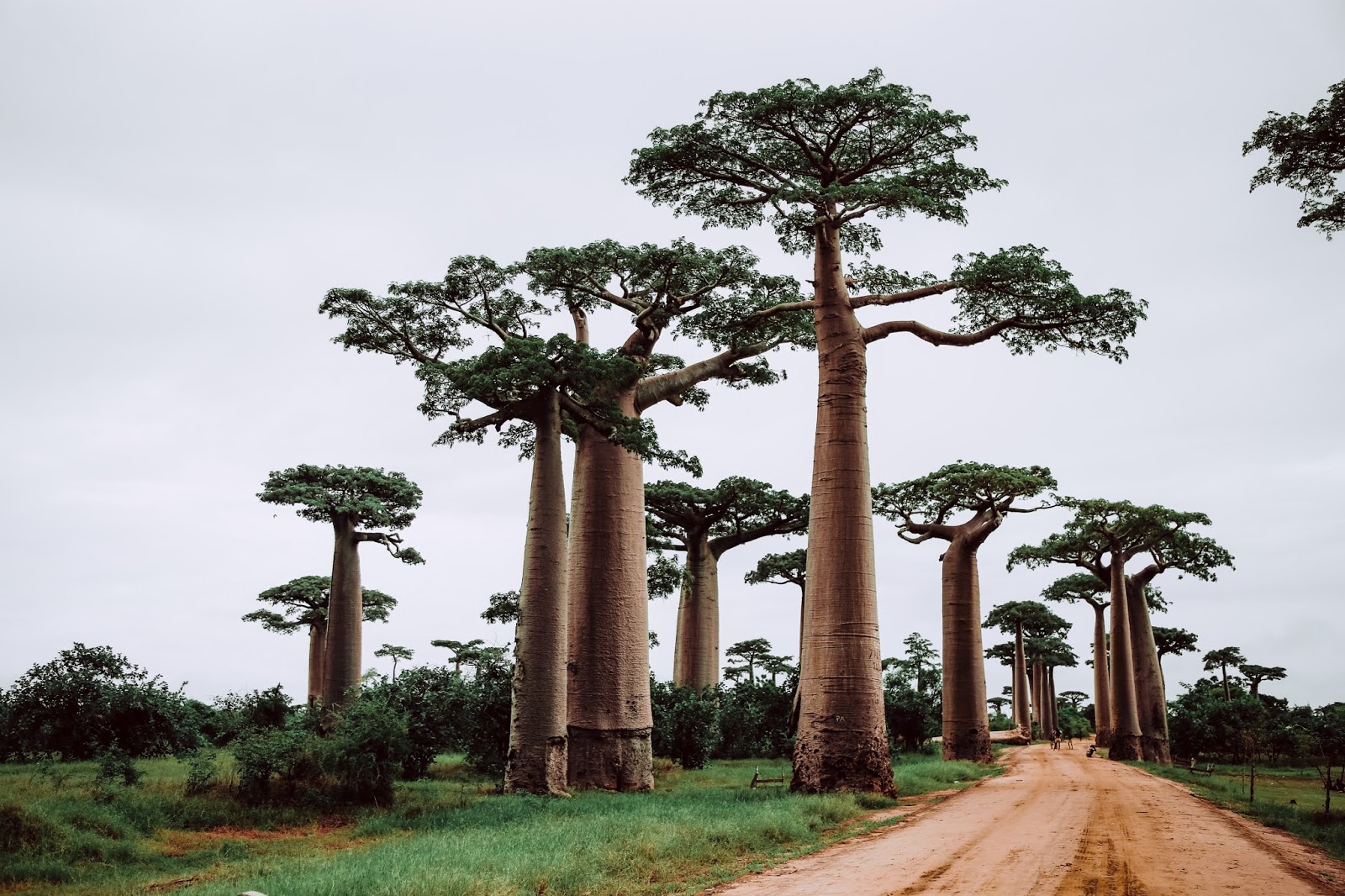 El Principito y los baobabs, y comentarios del significado