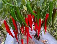 lombok merah besar, beli benih, jual, manfaat cabe, arimbi 85, cap kapal terbang, jual benih cabe, toko pertanian, toko online, lmga agro