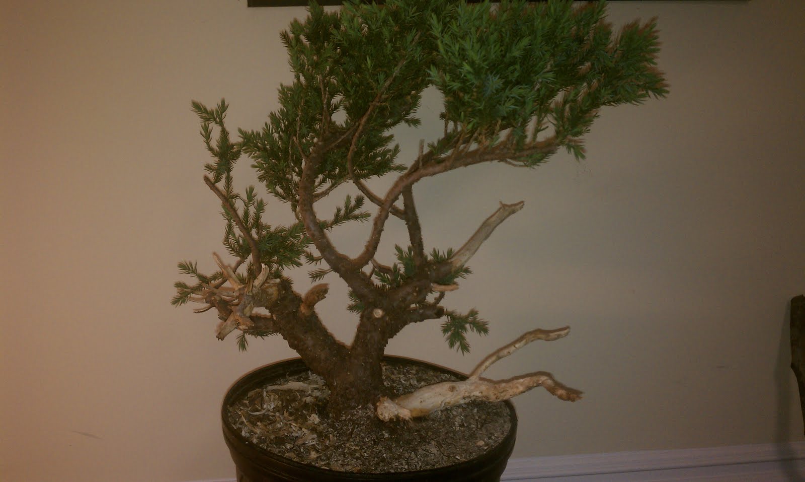 Bodhisattva Bonsai San Jose juniper bonsai big steps forward