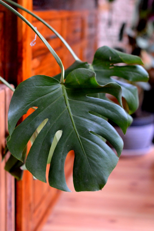 Domowa Uprawa Monstery Akwarelowy Plakat Diy Przeplatane Kolorami Diy Dom Wnetrza Warsztaty