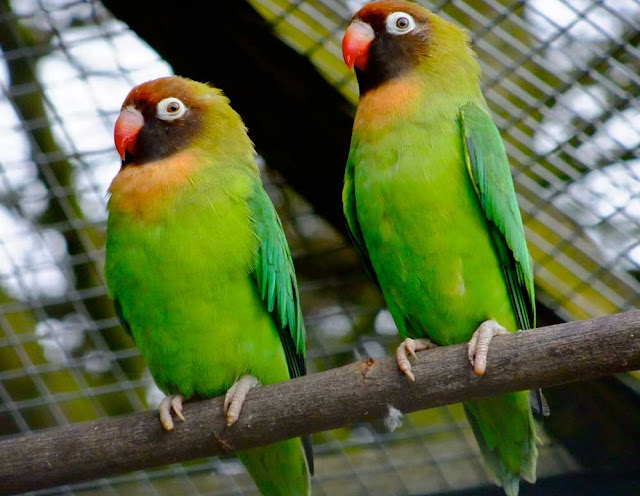 Black-cheeked Lovebird