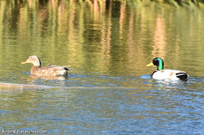 Ànec collverd (Anas platyrhynchos)