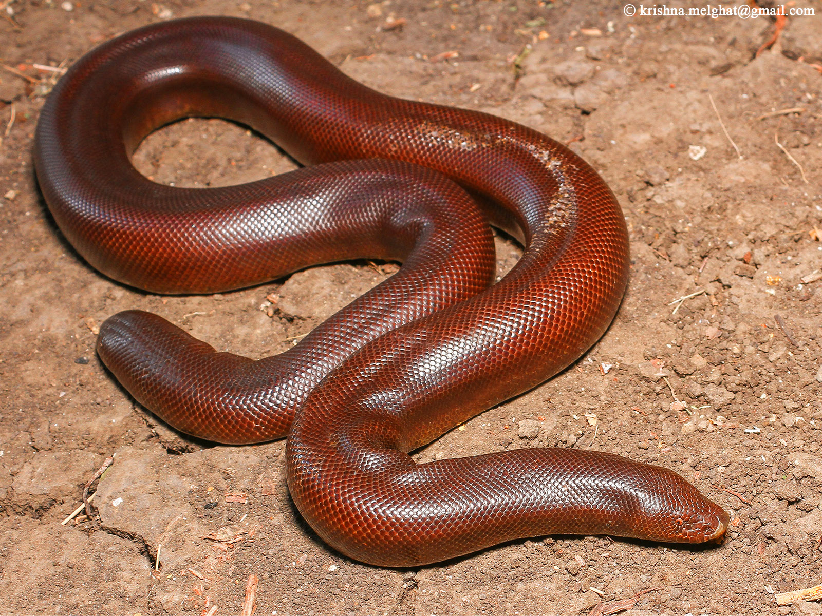 Snakes: Snakes in India- in detail