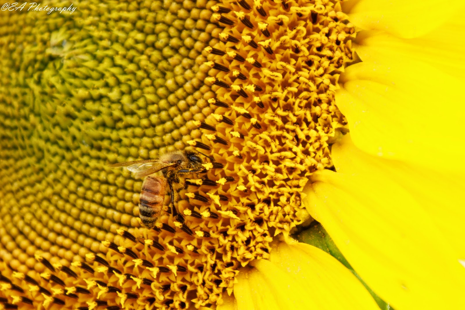 The Greatest of These is LOVE Sunflower Fields near Warwick, QLD