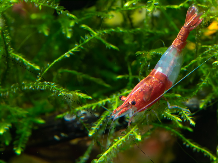 Red Rili Shrimp Jenis Udang Hias yang Bisa Mempercantik Aquascape