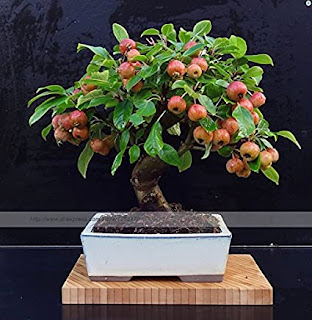 Rose Apple Bonsai Tree, wax jambu tree for sale, rose water apple, black pearl wax apple, rose apple trees, rose apples, roseapple tree, wax apple trees, roseapple fruit, rose apple tree, syzygium samarangense tree for sale