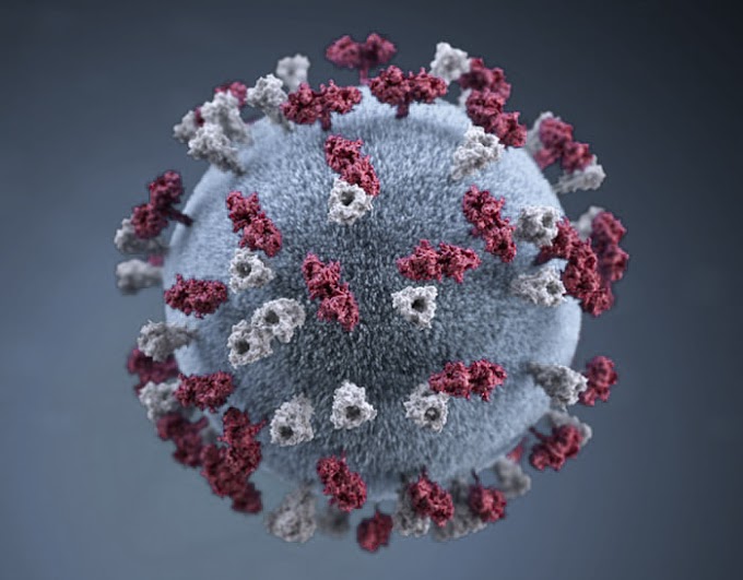 History of coronavirus | How did start the coronavirus