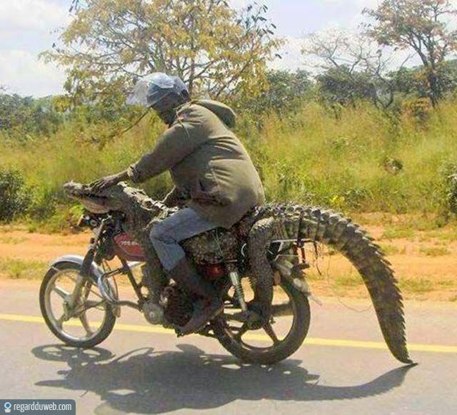 humour-drole-insolite-transport-marchandise6.jpg