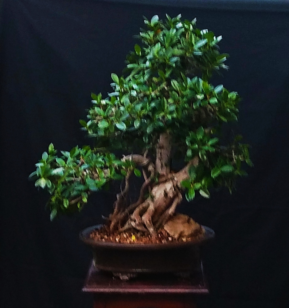 Bodhi Bonsai, Chennai, India FICUS GREEN ISLAND BONSAI