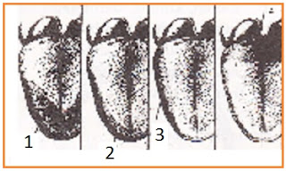 BIOLOGI GONZAGA: SOAL BIOLOGI SISTEM INDERA
