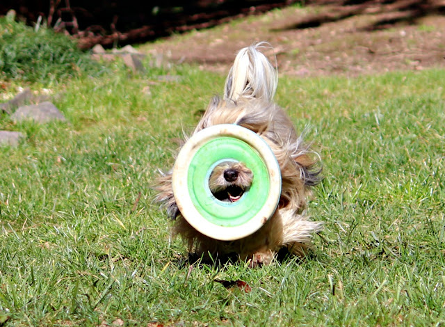 Rocco Havanese dog with disc on nose