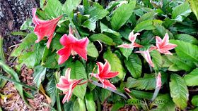 Potted Azalea Plant Dk Designs