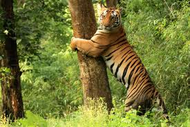 Satkosia Gorge Wildlife Sanctuary was established in 1976 in Odisha. Spread out in four districts of Odisha namely Angul, Budh, Cuttack and Nayagarh.