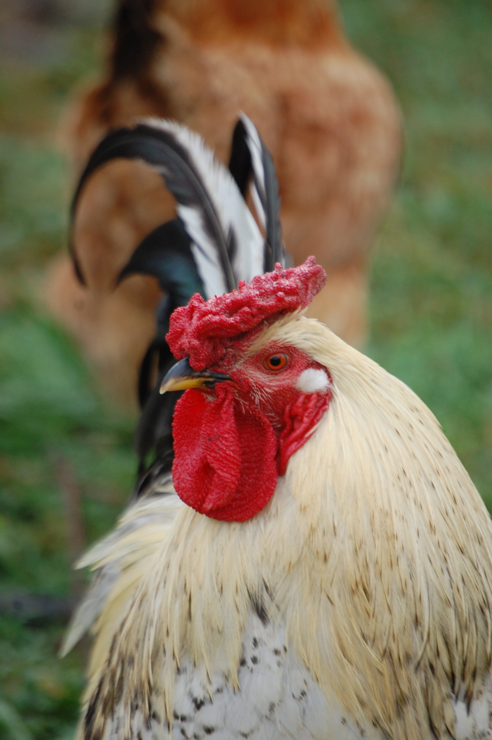 Picture This! Chicken, Turkey and Duck Pictures