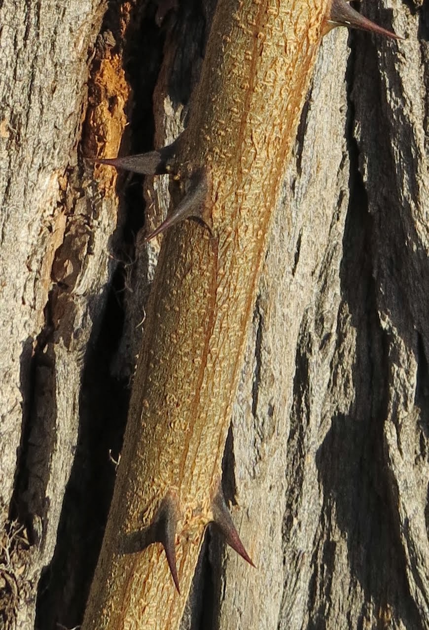 Princeton Nature Notes: Why Does Black Locust Grow Next to Historic Houses?