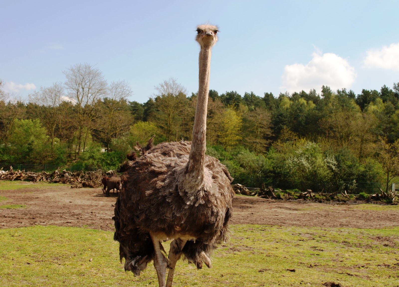 ostrich predators ostrich predators