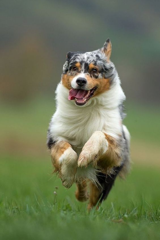 15 Happiest Dogs You Will Ever See In Your Life.