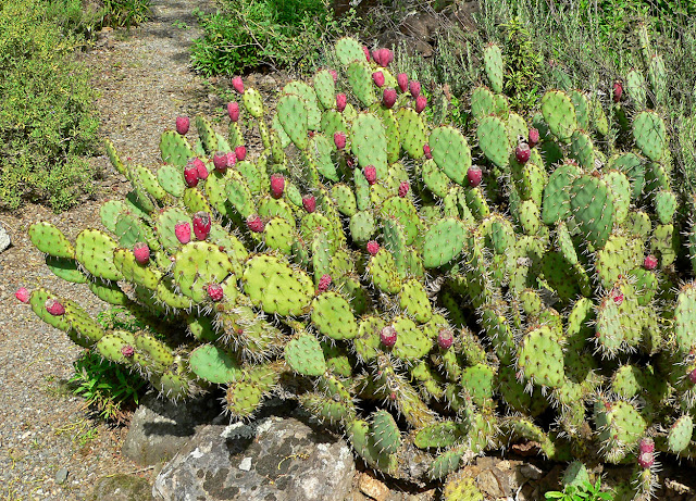 prickly-pear-cactus%252C+%25E0%25AE%25AA