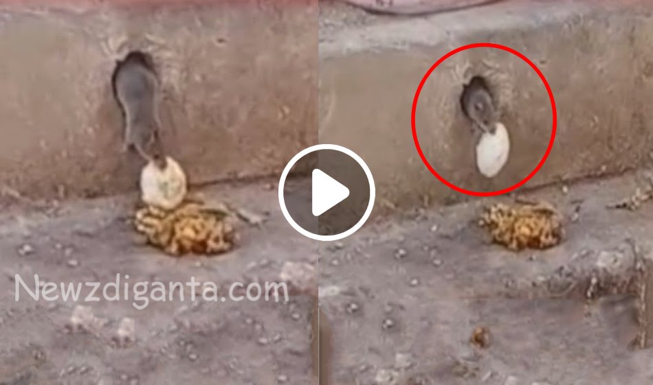 “எலியாரை சோதித்த இட்லியார்… இட்லியாரை தூக்கிய எலியார்… இது தான் வலிமை அப்டேட்.! “எலியாரை சோதித்த இட்லியார்… இட்லியாரை தூக்கிய எலியார்… இது தான் வலிமை அப்டேட்.!