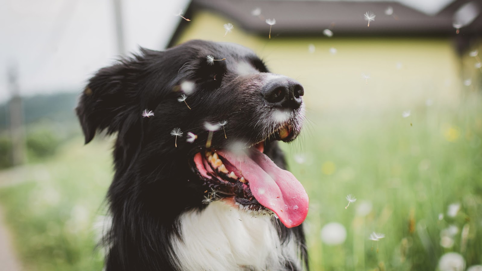Environmental Allergies in Dogs: a Pain in the Skin! | Australian Dog Lover