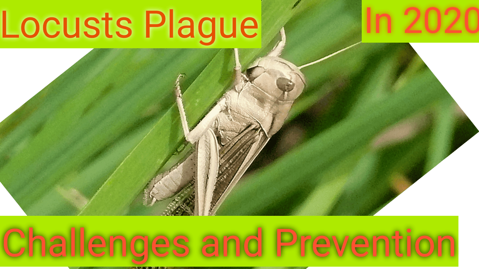 Locust life span and life cycle