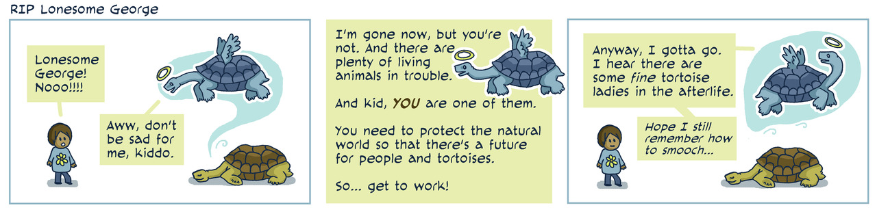 pinta tortoises pinta tortoises