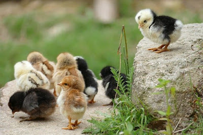 usaha ayam kampung intensif