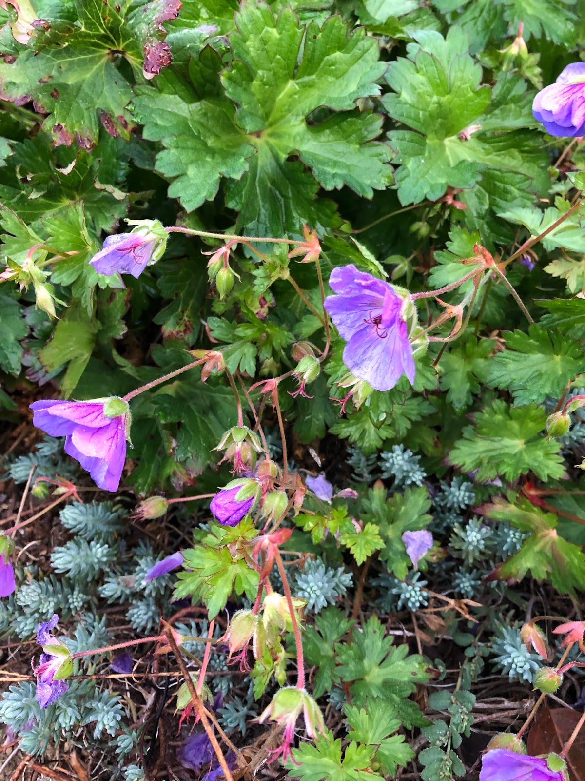 Proven Winners Colorchoice Plant Of The Week Plant Of The Week