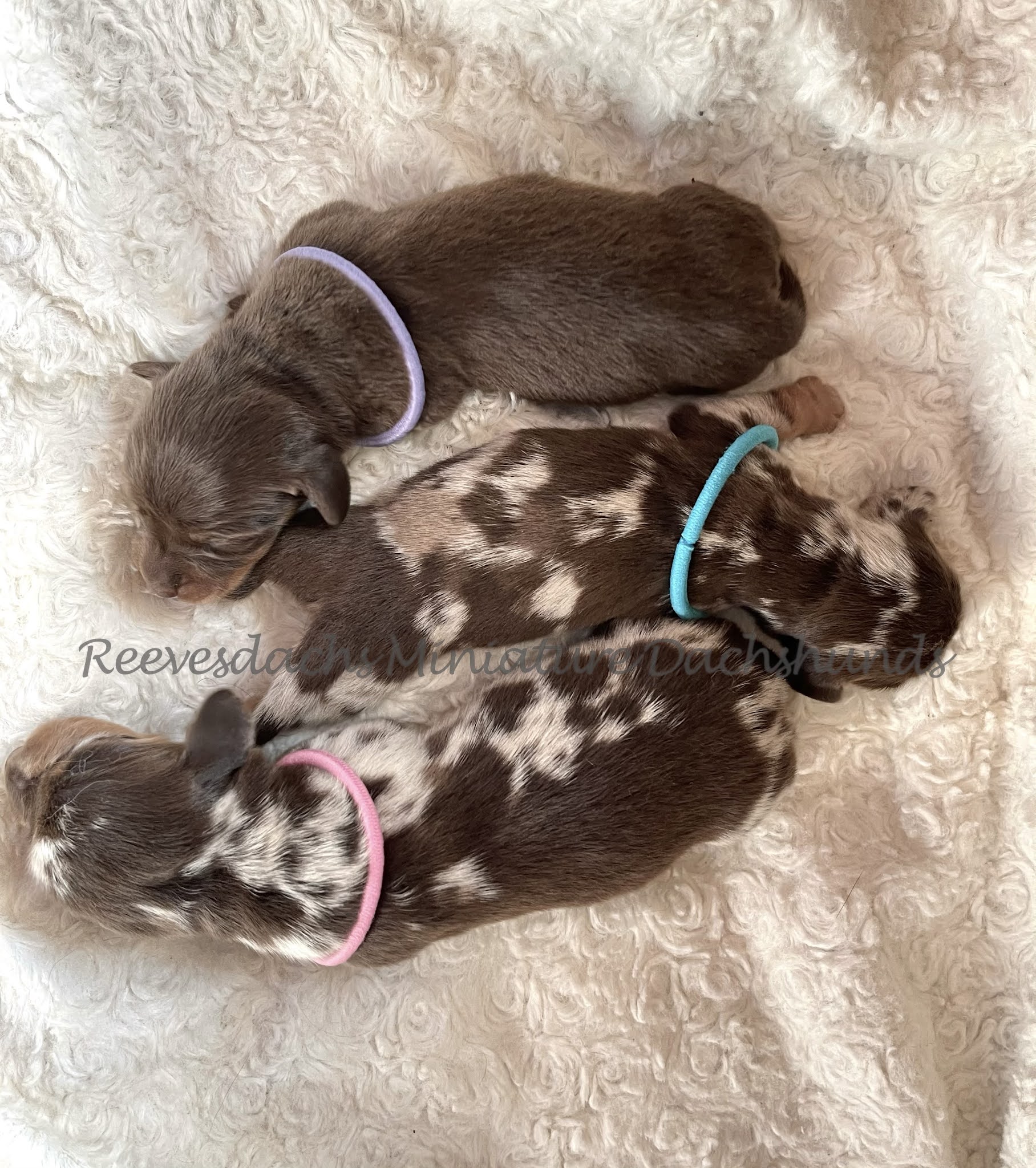 Current Litters Updated 08/13/21 Reevesdachs Miniature Dachshunds