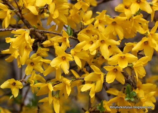 Scented Leaf Forsythia Flowers Sign Of Spring