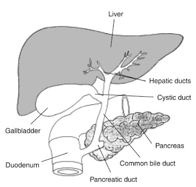 Labelled diagram of liver | Liver images | Human liver diagram