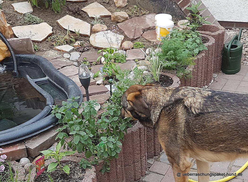 Überraschungspaket Hund ein Hundeblog der zeigt, wie unterschiedlich