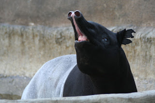 Malezya tapiri