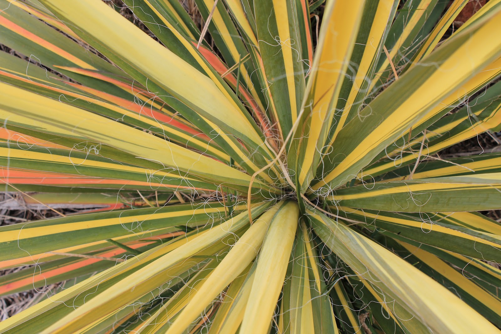 DelGal's Adventures In Photography Macro Monday Spiky Plant