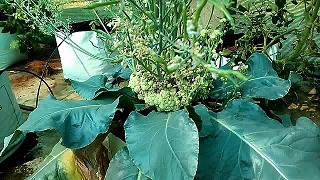 Easy Steps to Produce Your Own Vegetable Seeds ; A Information Guide for Beginner's