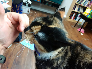 People caring for animals: photo of cat brushing face against human hand