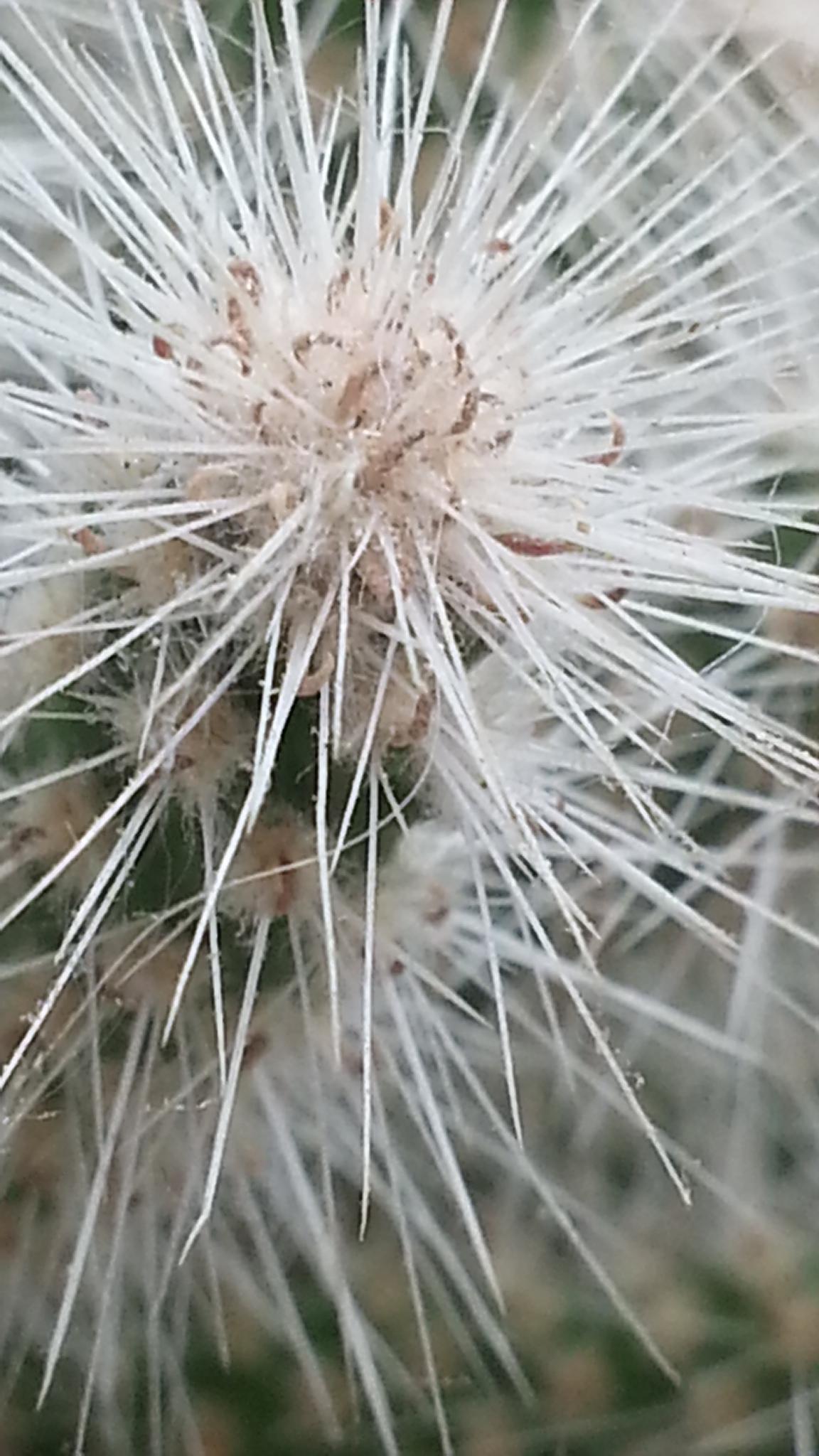 Sukulenty i kaktusy, kolejna porcja zdjęć