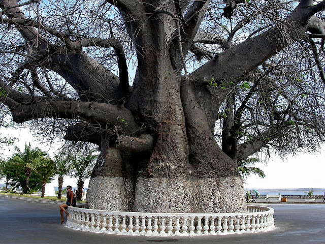 Adansonia digitata Adansonia digitata