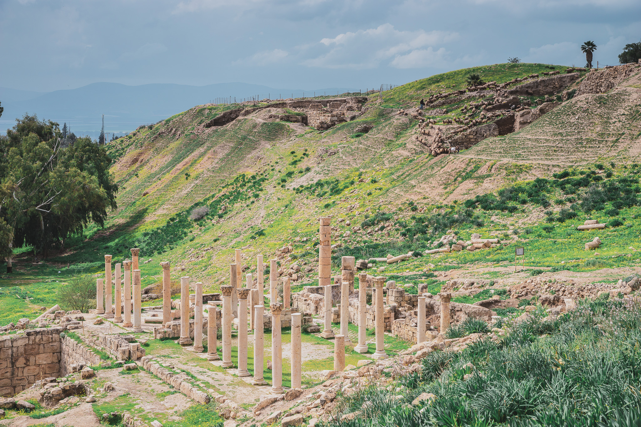 Ruis in Pella, Tabqet Fahel, Jordan