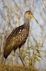 birds limpkin guarauna aramus earth flickr planet bird florida marsh lastra pedro animals prey everglades